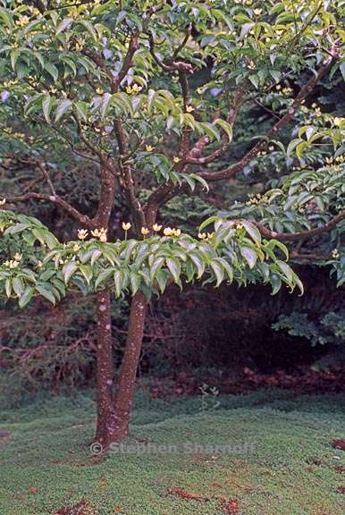 cornus kousa graphic